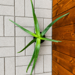 Aloe vera (Aloe vera) - výška 20-30 cm, kont. C1L